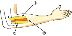 山形県のおやま整形外科クリニックの上腕に関する筋肉イラスト